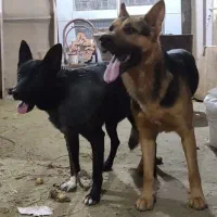 توله ژرمن ورک