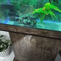 اکواریوم 100 لیتری|ماهی|پرند, فاز ۲|دیوار