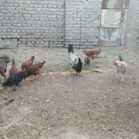 مرغ و خروس|حیوانات مزرعه|سبزوار, ابارش|دیوار