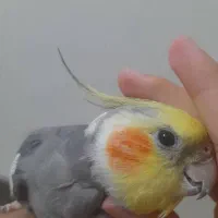 عروس هلندی نر سخنگو ،دستی|پرنده|ری, فیروزآبادی|دیوار