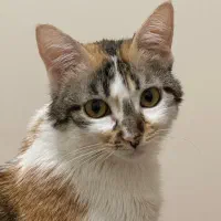 گربه خانگی بسیار مهربان|گربه|شیراز, چنچنه|دیوار