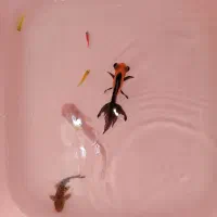 اکواریم همراه ماهی