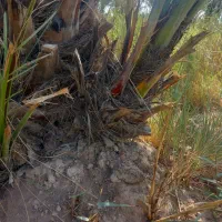 نهال برحی بزرگ ومتوسط|گل و گیاه طبیعی|آبادان, |دیوار