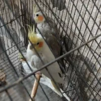 عروس هلندی|پرنده|آغاجاری, |دیوار