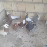 کبوتر