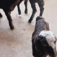 بره شیری|حیوانات مزرعه|خمینی‌شهر, |دیوار