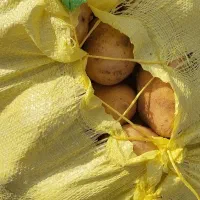 یک تن سیب زمینی تازه درجه یک