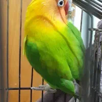 طوطی برزیلی|پرنده|قزوین, |دیوار