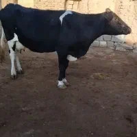 فروش گاوتک شیر