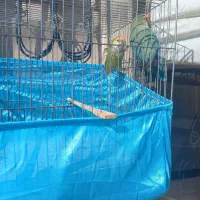 جفت طوطی برزیلی مولد با تخم قابل معاوضه|پرنده|اردبیل, |دیوار