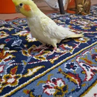 یک جفت عروس دستی وسخنگو