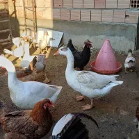 غاز بالغ|حیوانات مزرعه|سرخنکلاته, |دیوار