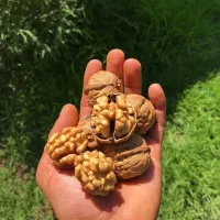 نهال گردو مقاوم به آفت