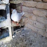 کبوتر|پرنده|آشخانه, |دیوار