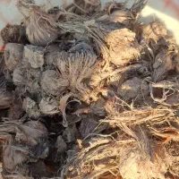 پیاز زعفران