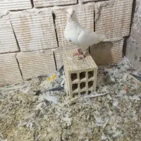 کبوترپرشی|پرنده|درگزین, |دیوار