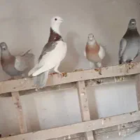 کفتر پلاکی پرشی