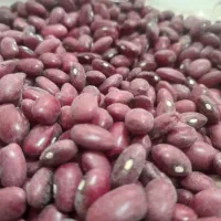 پخش عمده و جزیی انواع حبوبات با کیفیت بالا|عمدهفروشی|رشت, لاکان|دیوار