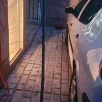 درخت بید ۳ متری