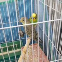 یک جفت مرغ عشق با تخم  قفس|پرنده|الیگودرز, |دیوار