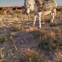 خر گله ماده