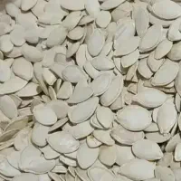 تخمه کدو قیمت مناسب عمده