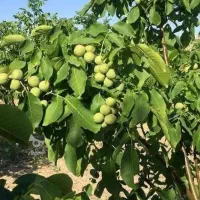 نهال ونهالستان نمونه گلستان اراک