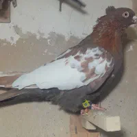 ۵تا کبوتر رنگه پرشی فقط پای هم