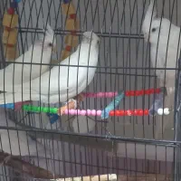 عروس هلندی مولدالبینوخالص باجوجه معاوضه ملنگوماده|پرنده|خمین, |دیوار