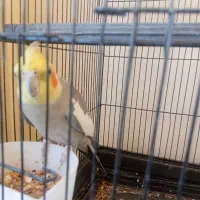 عروس هلندی|پرنده|مشهد, شهرک صنعتی توس|دیوار