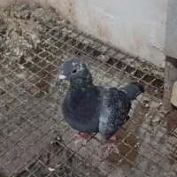 نر وماده پلاکی درجه یک|پرنده|سوسنگرد, |دیوار