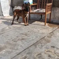 توله مالینویز