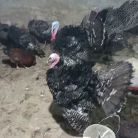 بو قلمو .اوردک .مرغ .غاز