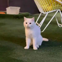 گربه  میکس پرشین