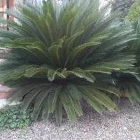 سیکاس ۱۲ ساله