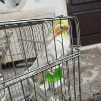 عروس هلندی ماده شیطون ۷ماهه