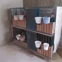 قفس لاری|لوازم جانبی حیوانات|اردبیل, |دیوار