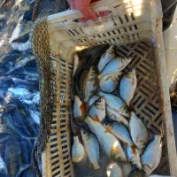 بچه ماهی گرم ابی