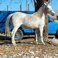 اسب مادیون|اسب و تجهیزات اسب‌سواری|سیلوانه, |دیوار