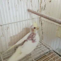 جوجه عروس هلندی لوتینو نرمه خور
