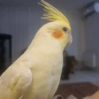 پرندم گمشده اسایش 17