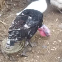 بوقلمون نر