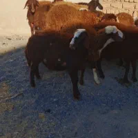 بره ماده جنس|حیوانات مزرعه|شازند, |دیوار