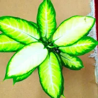 گل وگیاه|گل و گیاه طبیعی|خرمشهر, |دیوار