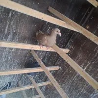 کبوتر شهرستانی گرفتنی