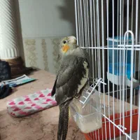 عروس هلندی|پرنده|خرمشهر, |دیوار