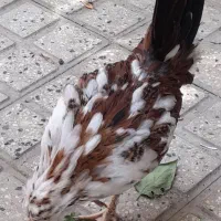 نیمچه خروس گلین