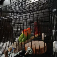 طوطی برزیلی