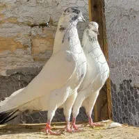 کبوتر پرشی اصیل کاشان|پرنده|کاشان, راوند|دیوار