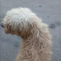 گمشده|سگ|رفسنجان, |دیوار